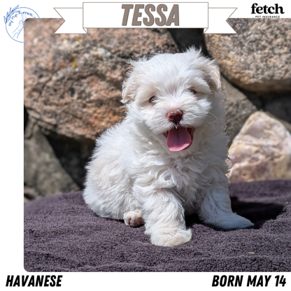 HAVANESE (MAY 14) FEMALES