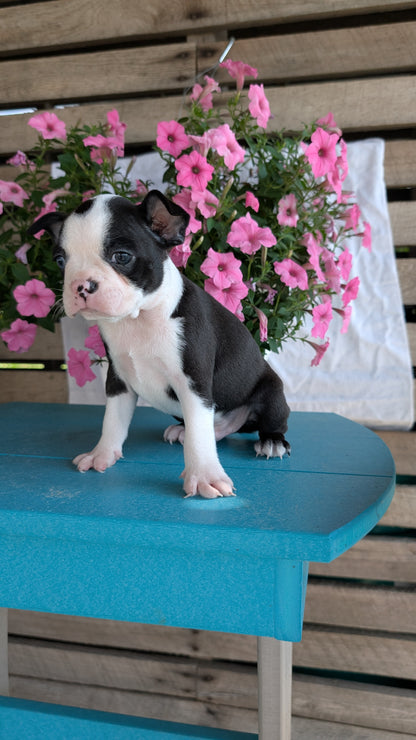 BOSTON TERRIER (06/29) MALE