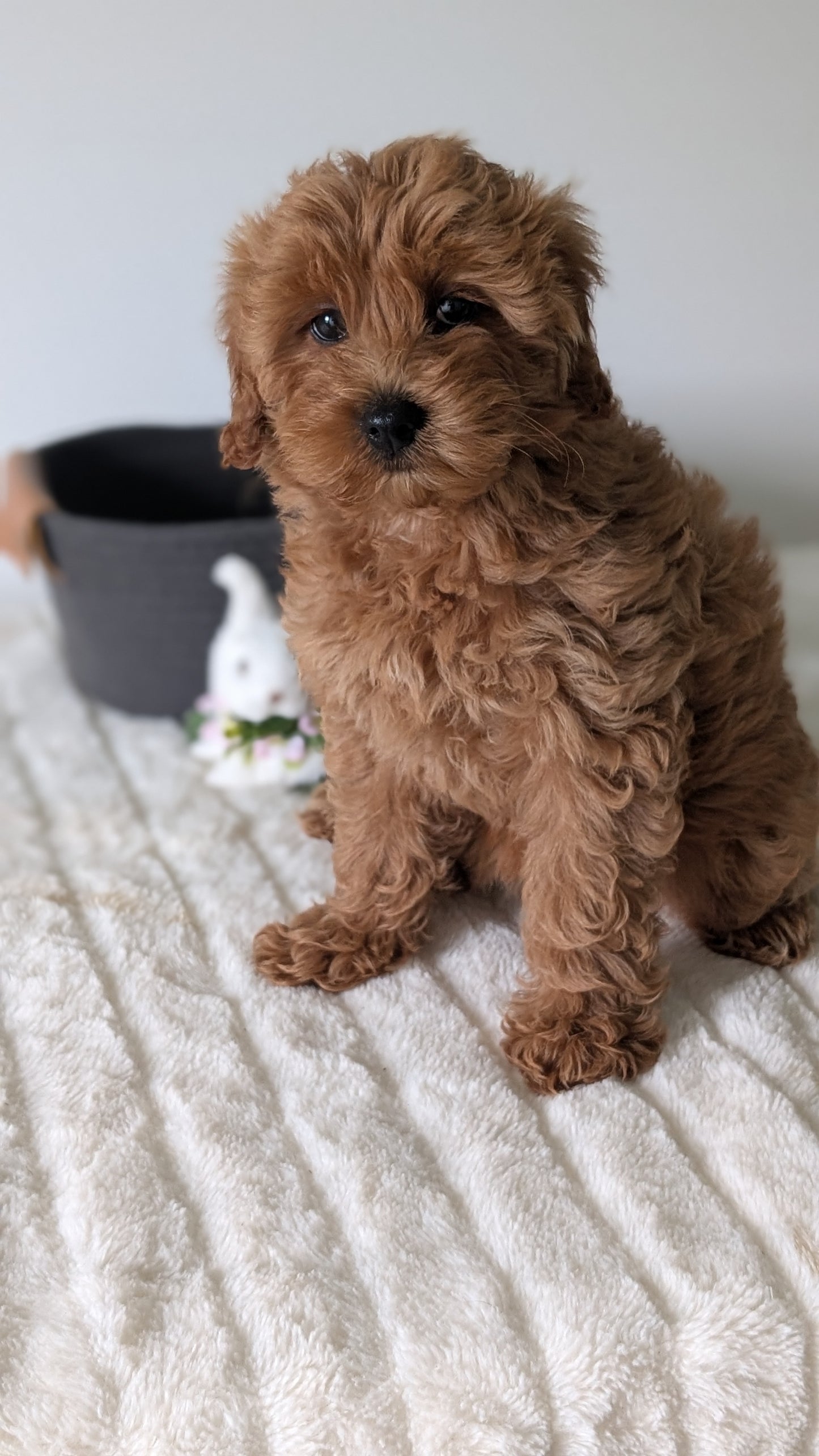 MINI GOLDENDOODLE (MAR 13) FEMALES