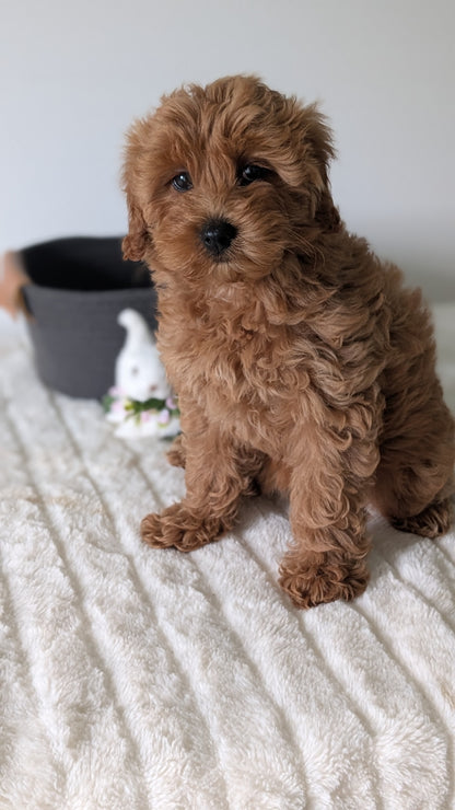 MINI GOLDENDOODLE (MAR 13) FEMALES