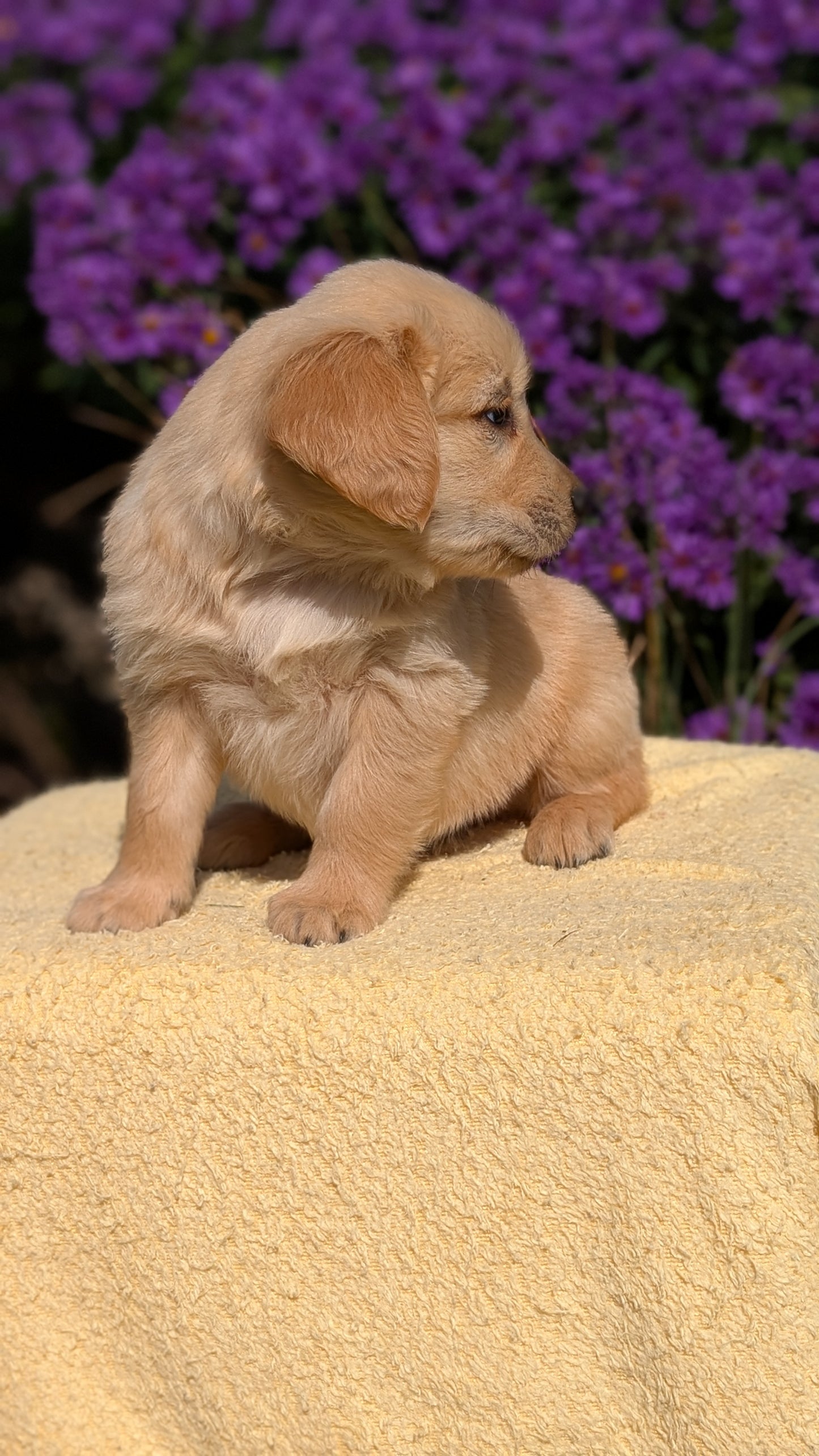 GOLDEN RETRIEVER (08/14) MALE
