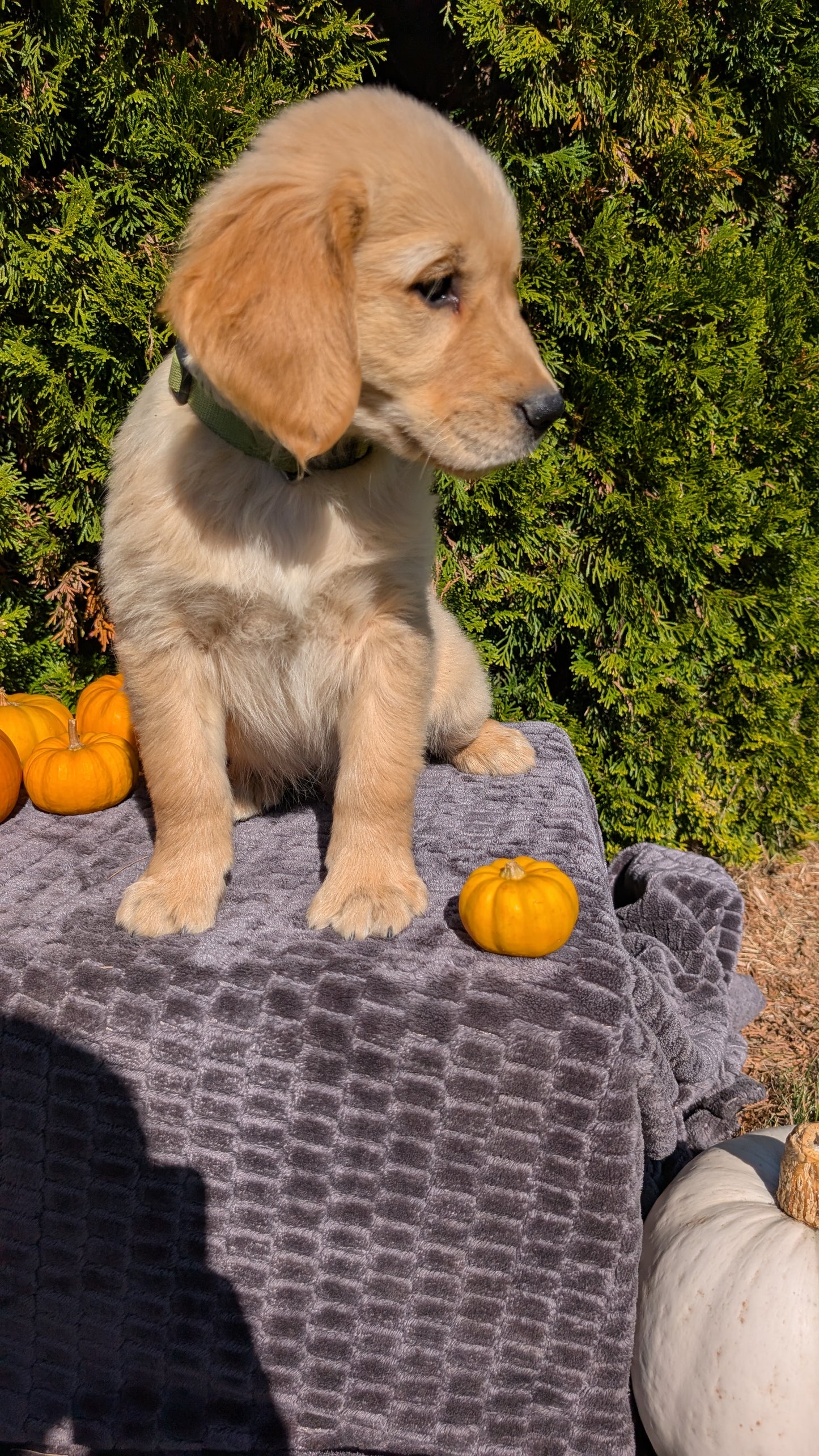 GOLDEN RETRIEVER (08/14) MALE
