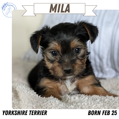 YORKSHIRE TERRIER (02/25) FEMALE