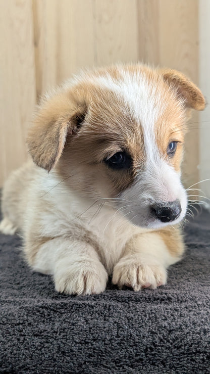 CORGI (09/17) FEMALE
