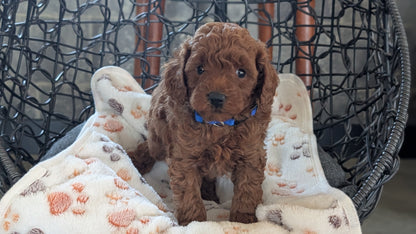 TOY POODLE (SEP 10) 4 MALES/2 FEMALES