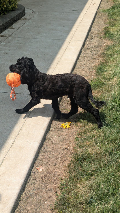 COCKAPOO (01/01) MALE