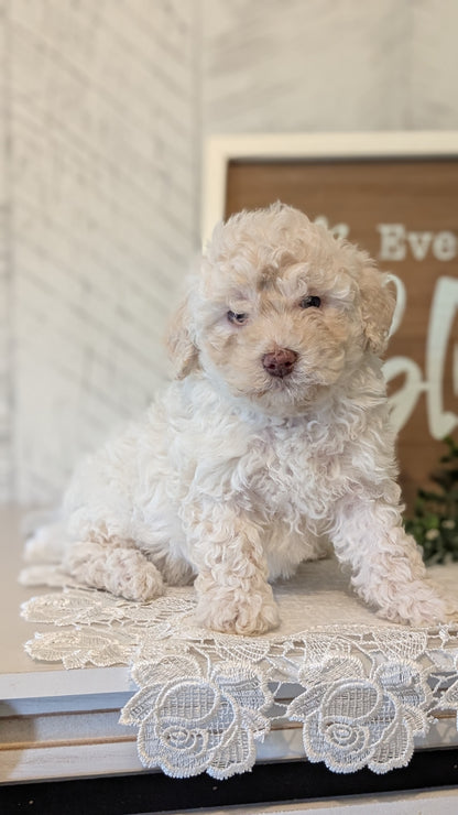 MALTIPOO (APR 05) FEMALES