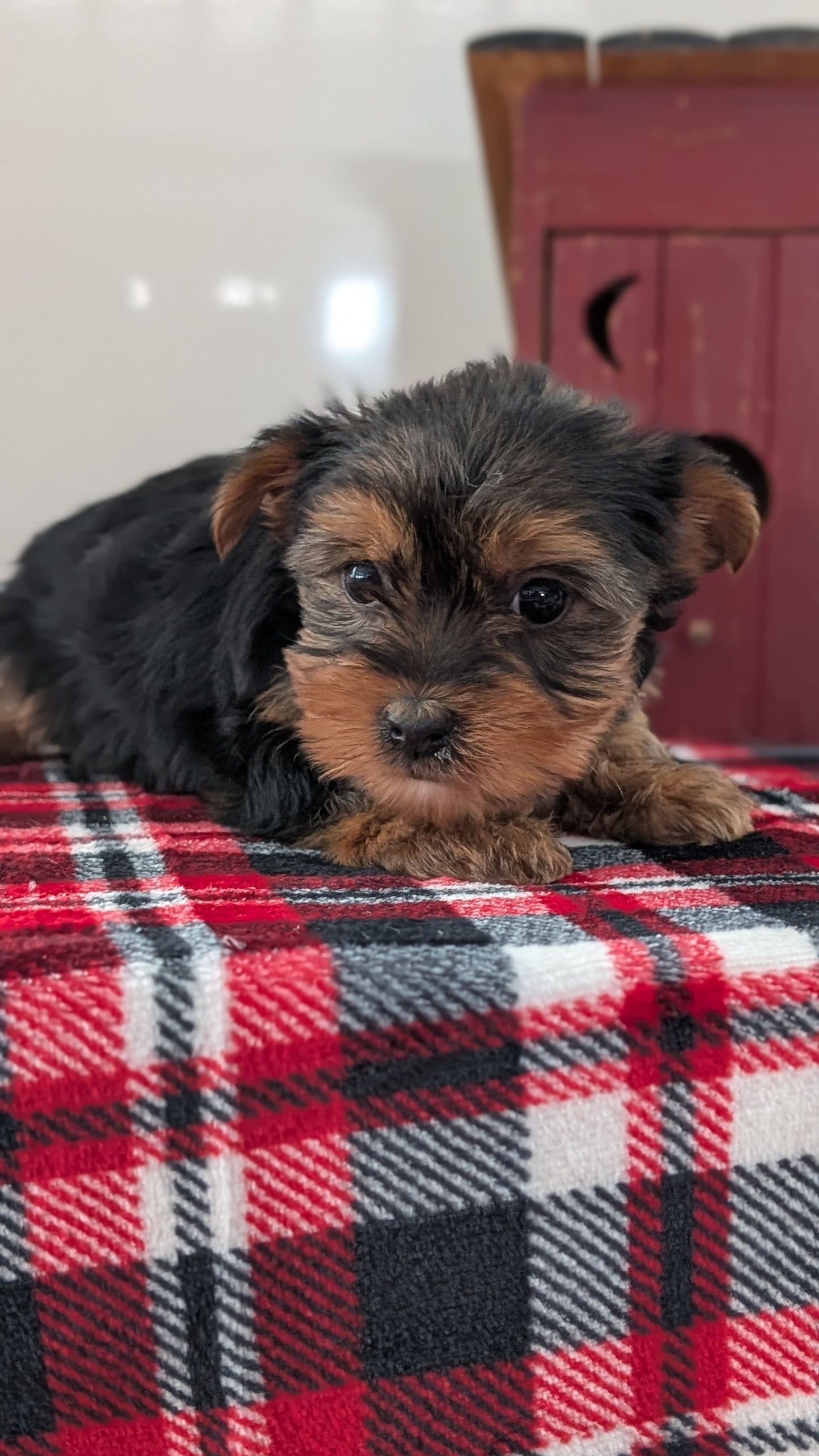 YORKSHIRE TERRIER (DEC 20) FEMALES