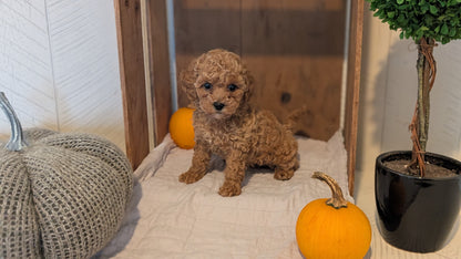 MINI POODLE (AUG 06) 5 FEMALES