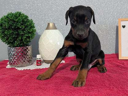 DOBERMAN PINSCHER (OCT 17) MALES