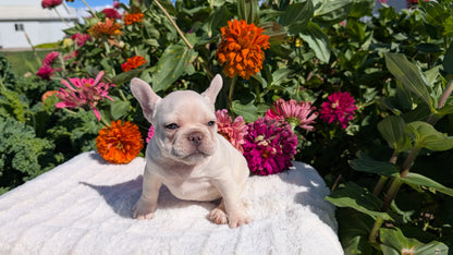 FRENCH BULLDOG (07/08) FEMALE
