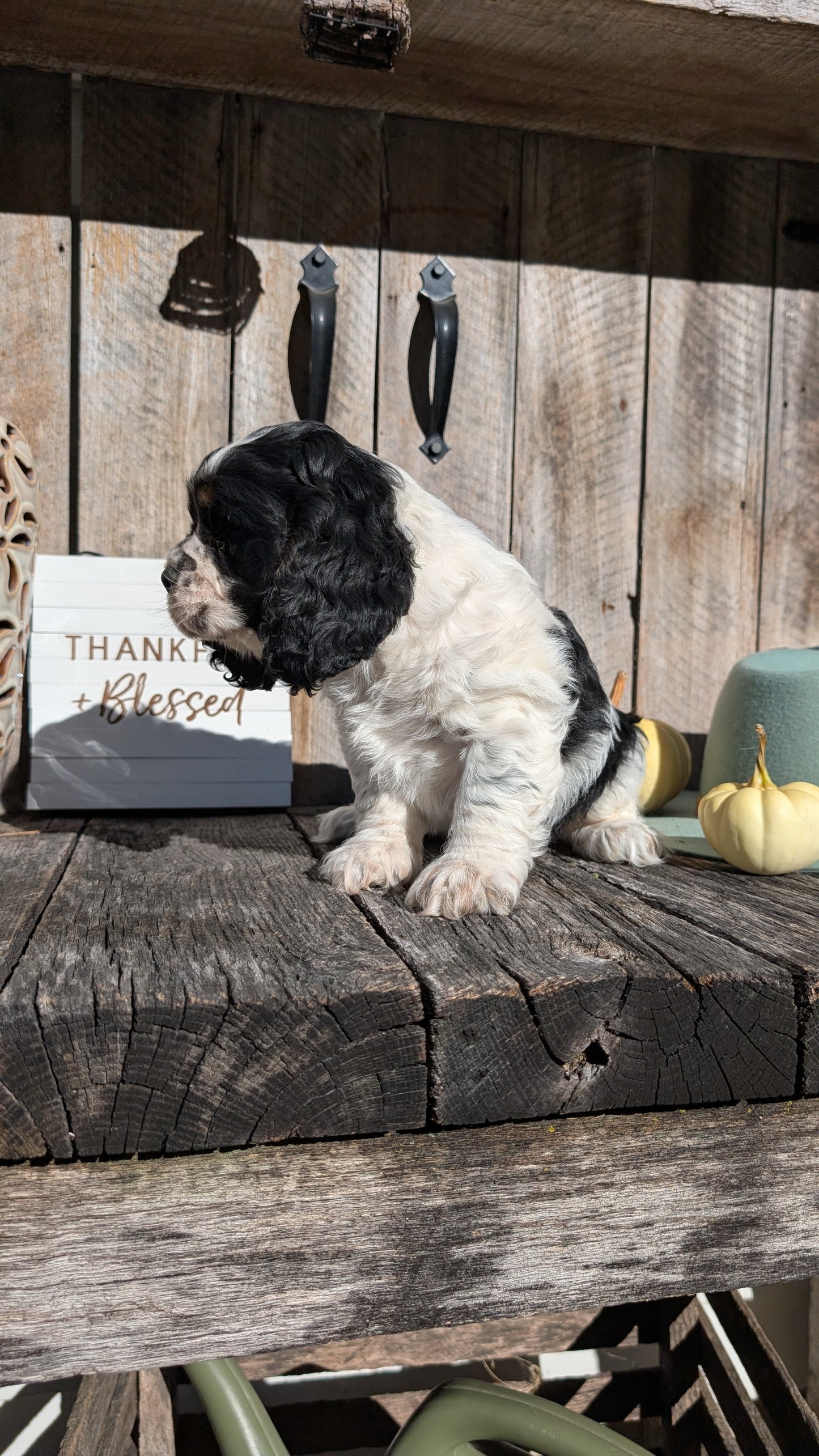 COCKER SPANIEL (09/19) MALE