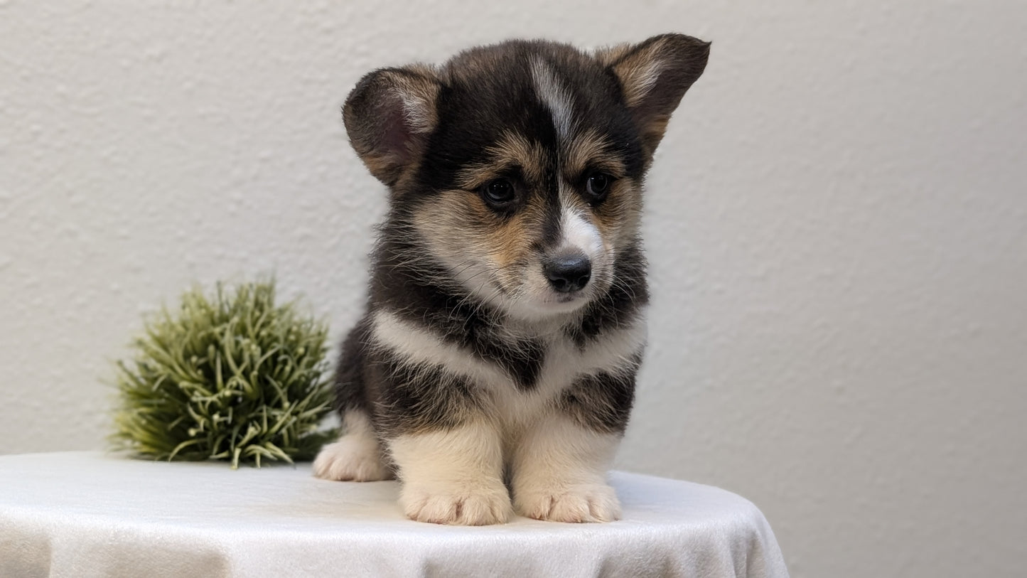 CORGI (JAN 05) MALES