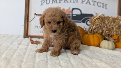 MINI GOLDENDOODLE (AUG 13) 6 MALES/3 FEMALES
