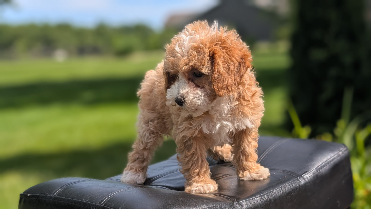 MINI POODLE (APR 03) FEMALES