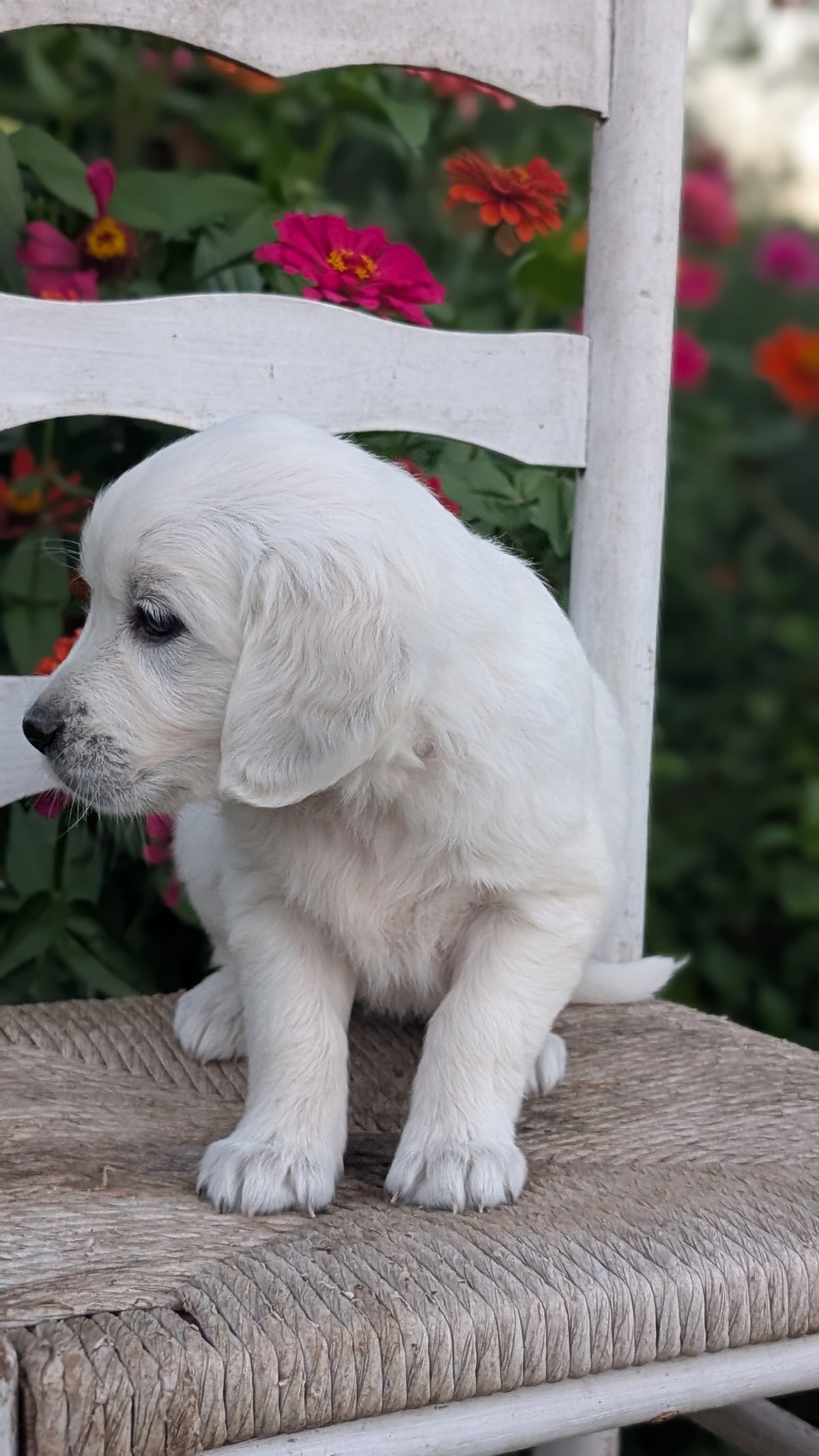 ENGLISH CREAM RETRIEVER (AUG 19) 3 MALES/4 FEMALES