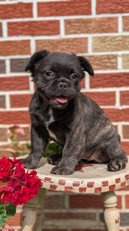 FRENCH BULLDOG (MAR 09) FEMALES