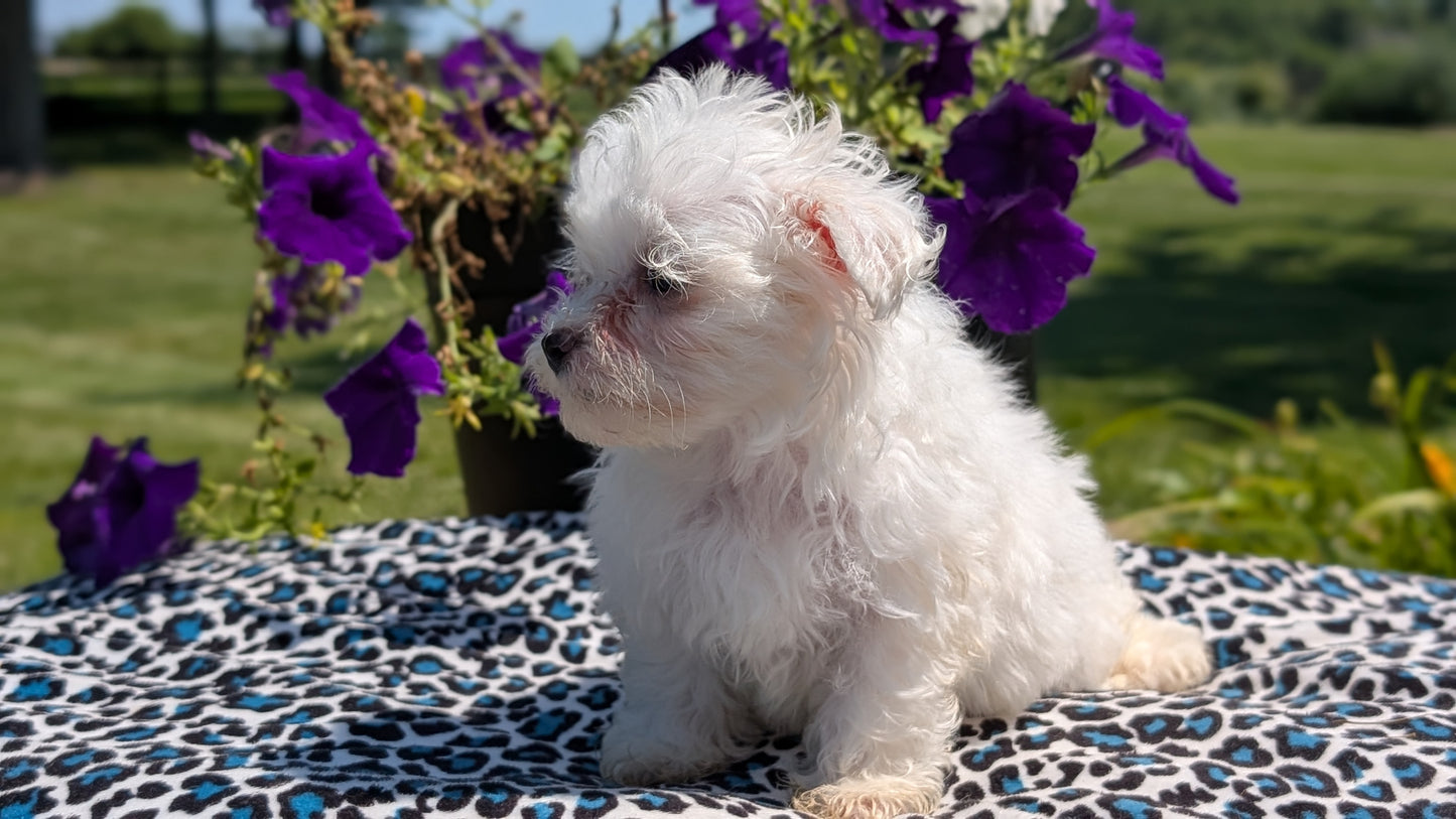 MALTESE (JUN 13) FEMALES