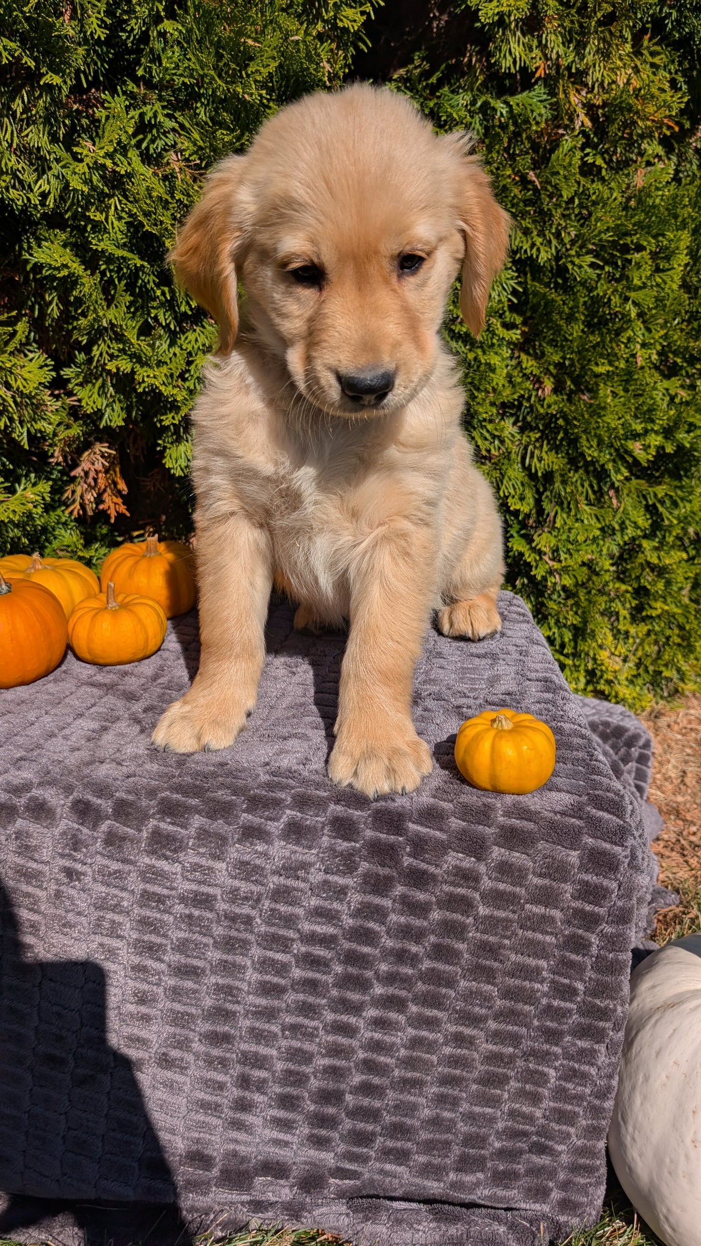 GOLDEN RETRIEVER (08/14) MALE