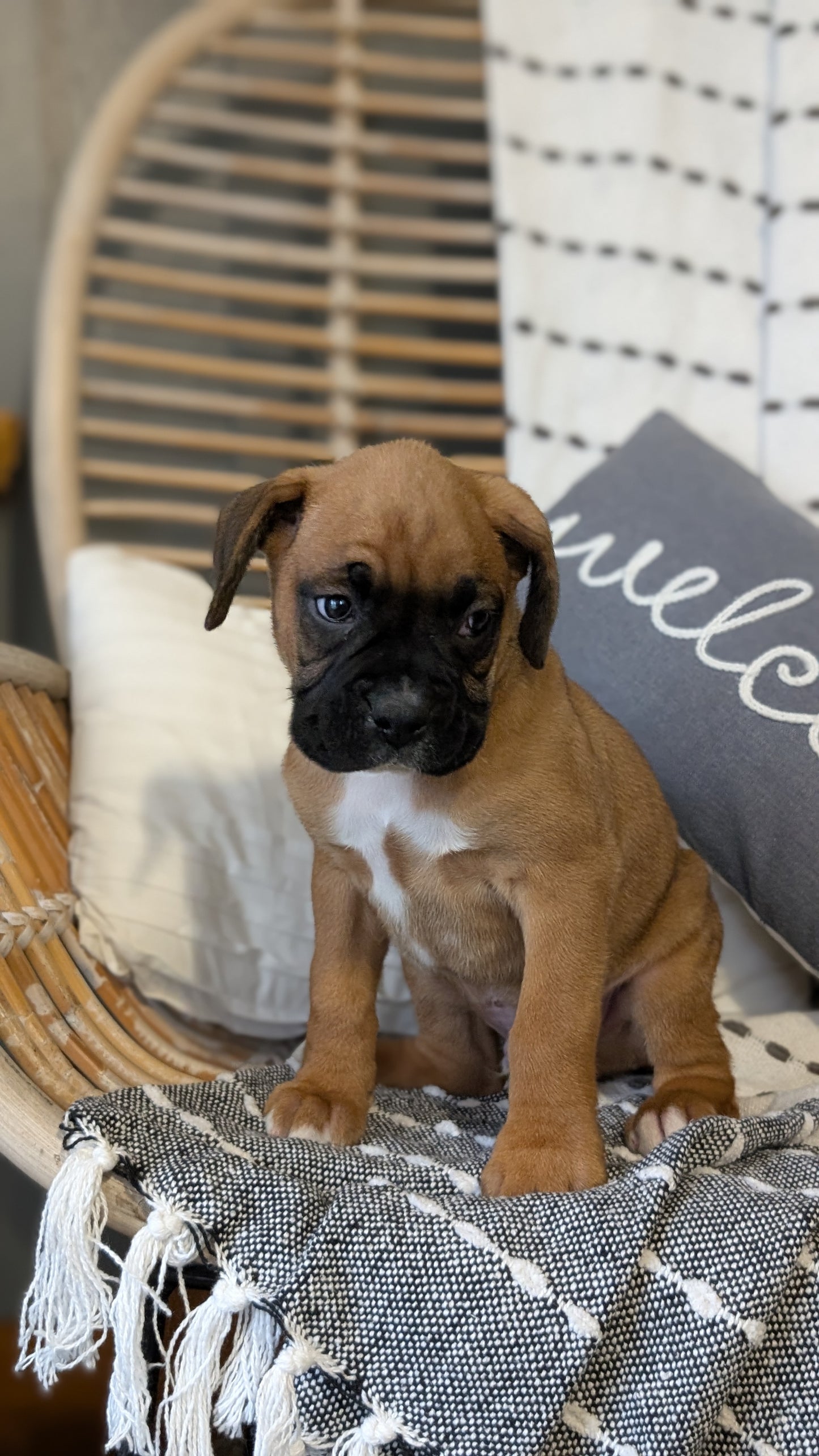 BOXER (OCT 12) MALES