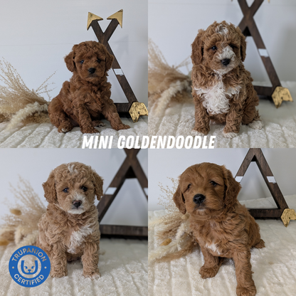 MINI GOLDENDOODLE (03/28) MALE
