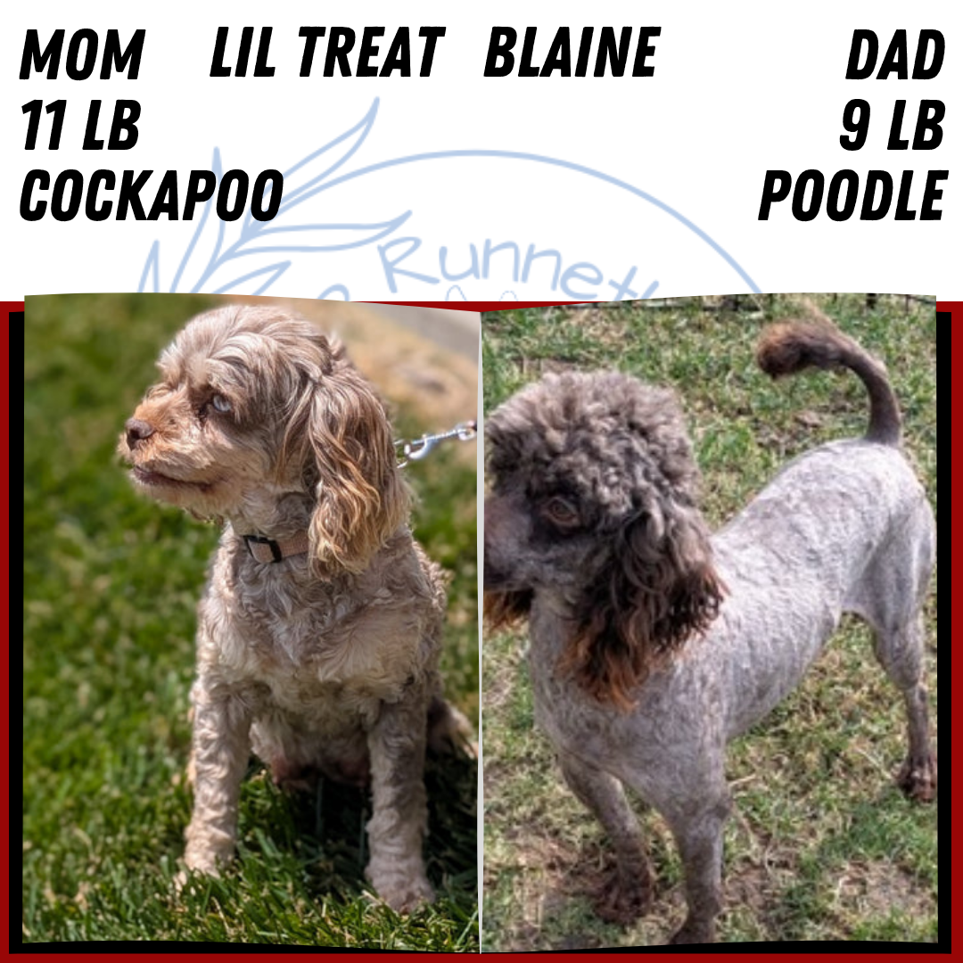 COCKAPOO (MAY 10) MALES