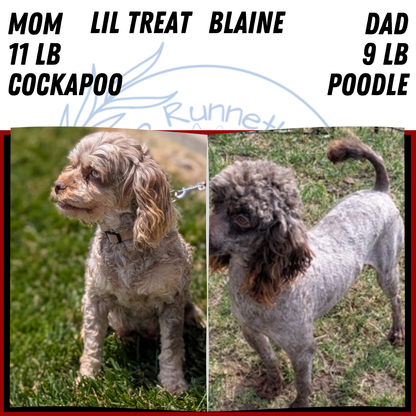 COCKAPOO (MAY 10) MALES