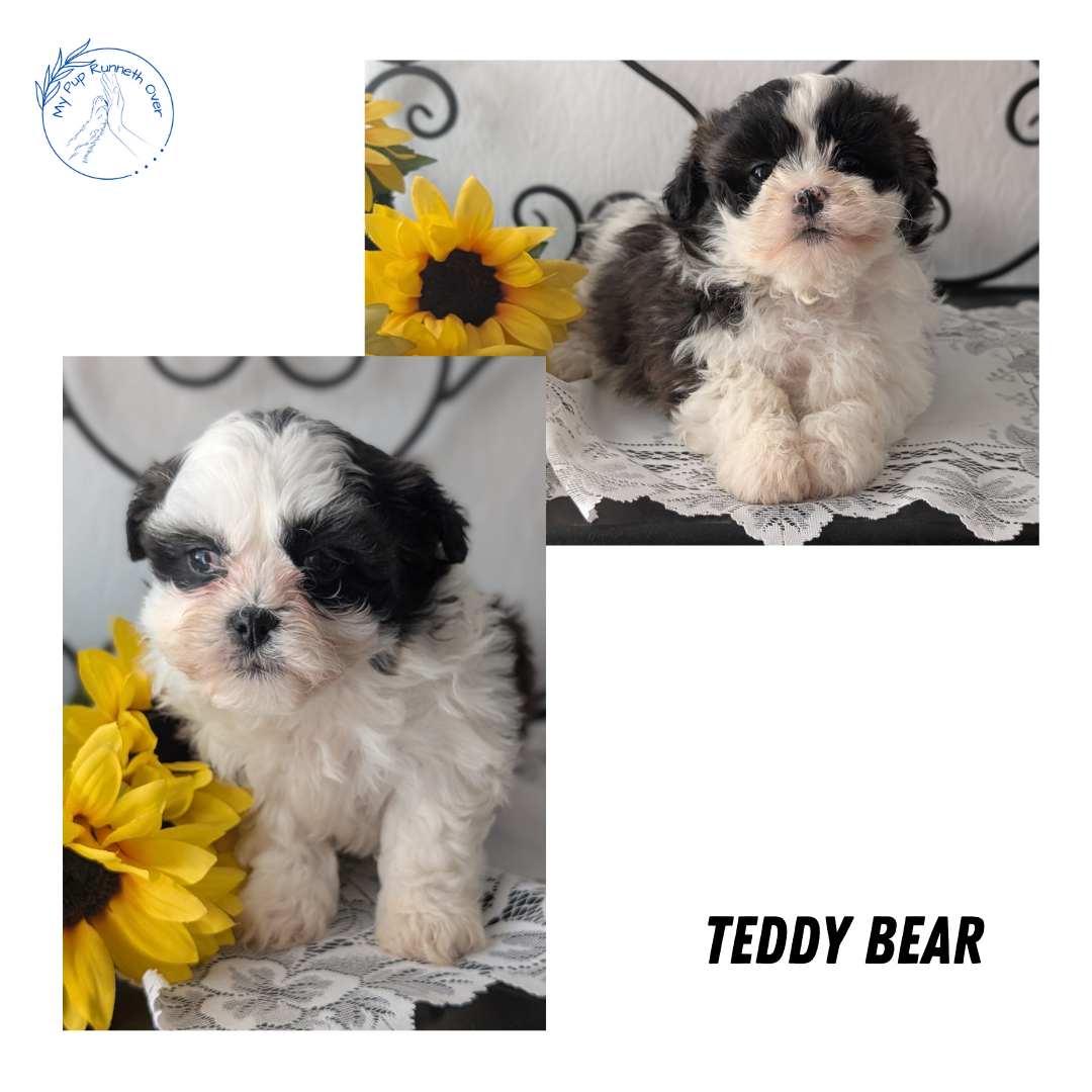 TEDDY BEAR (DEC 06) FEMALES
