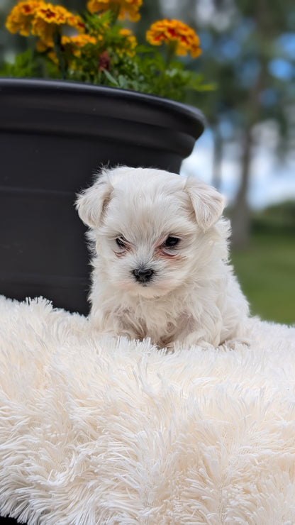MALTESE (MAY 11) FEMALE
