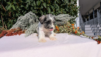 MINI SCHNAUZER (08/06) FEMALE