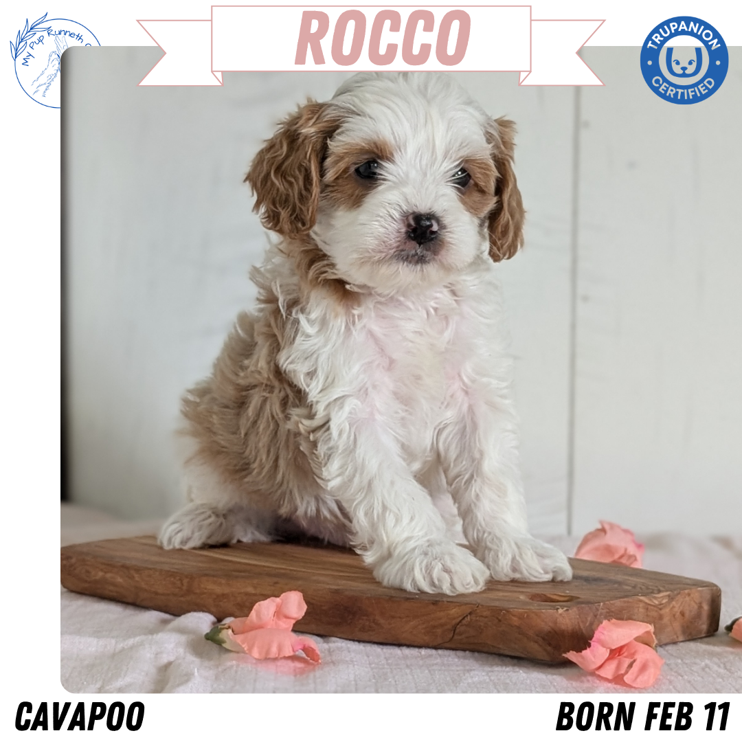 CAVAPOO (FEB 11) MALES