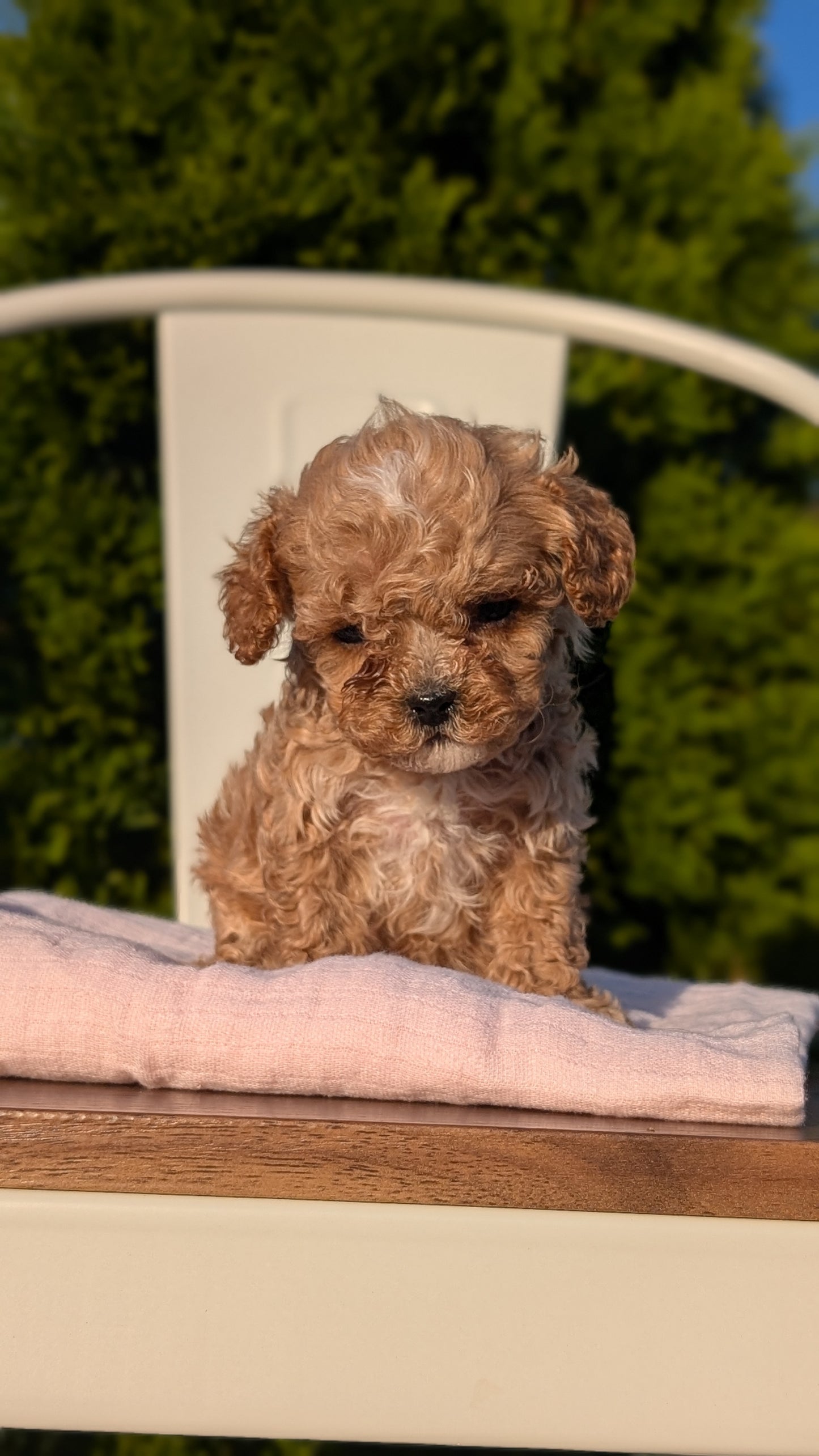 CAVAPOO (MAY 09) MALES