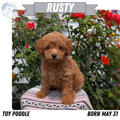 TOY POODLE (05/31) MALE