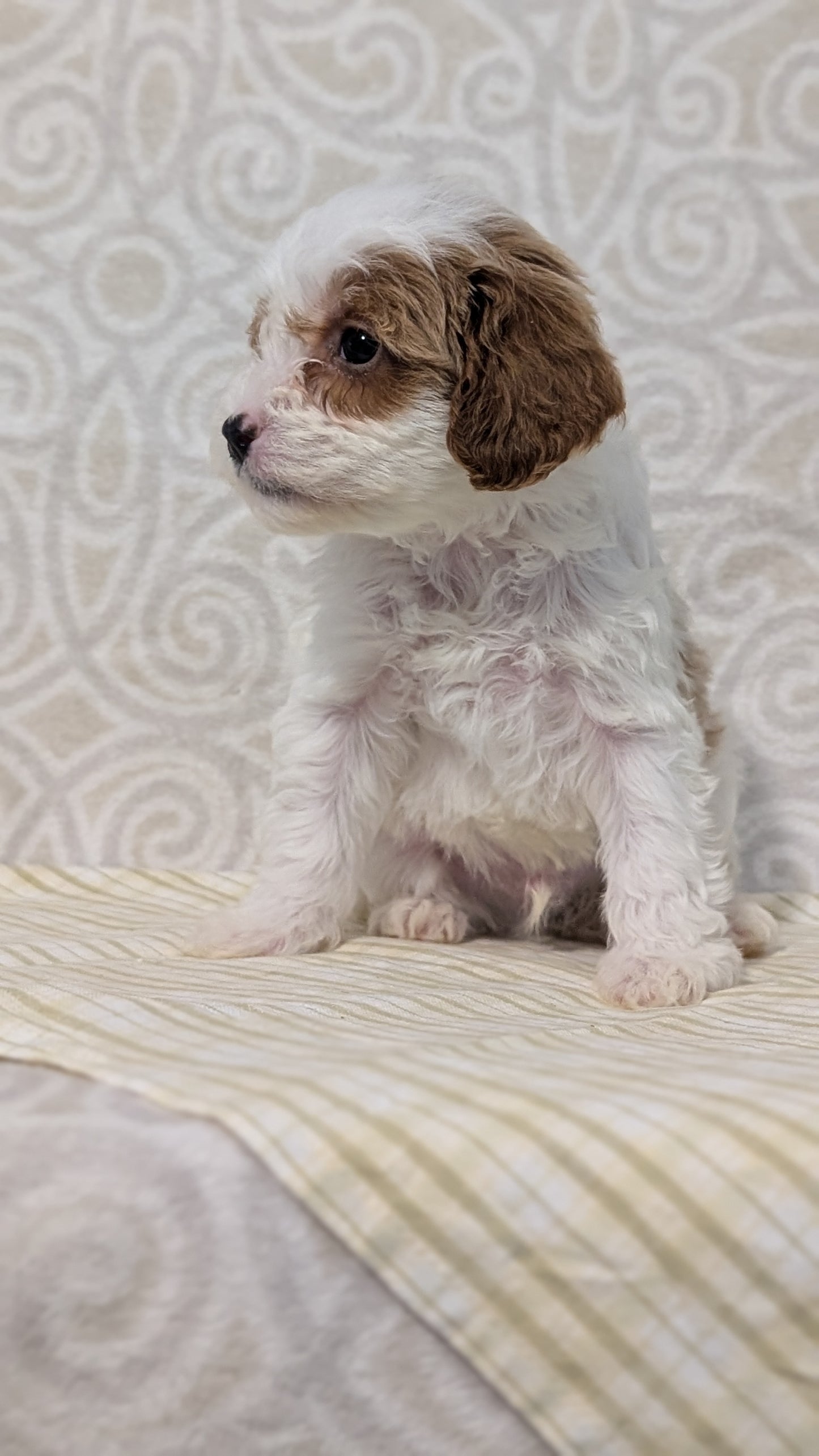 CAVAPOO (JAN 29) MALES