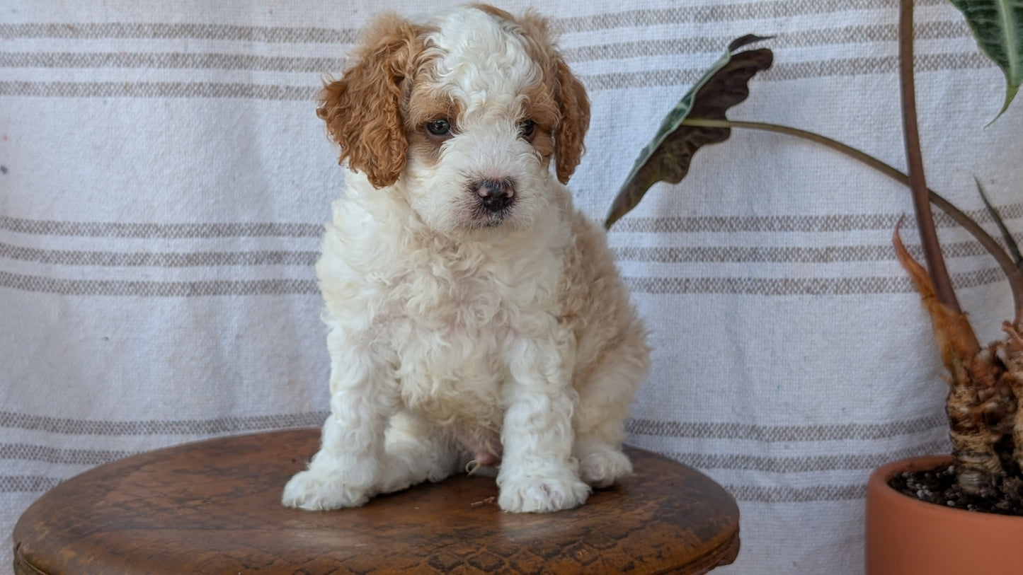CAVAPOO (MAY 23) MALES