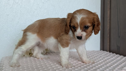 CAVAPOO (APR 02) FEMALE