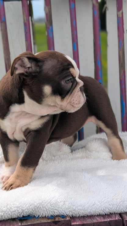ENGLISH BULLDOG (FEB 09) MALES