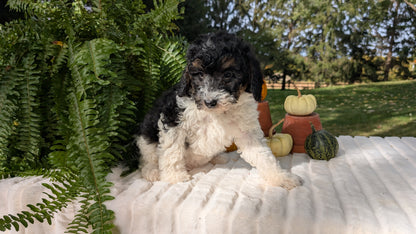MINI BERNEDOODLE (08/06) FEMALE