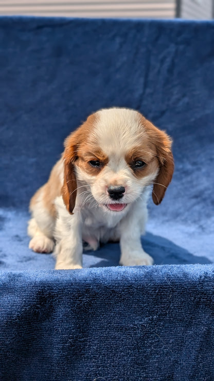 CAVALIER (05/19) MALE