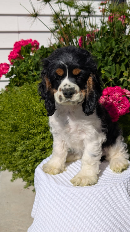 COCKER SPANIEL (07/17) MALE