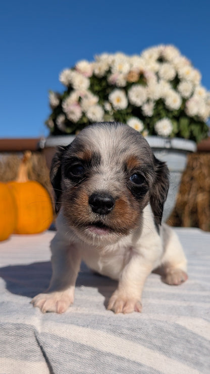 MINI DACHSHUND (09/01) MALE