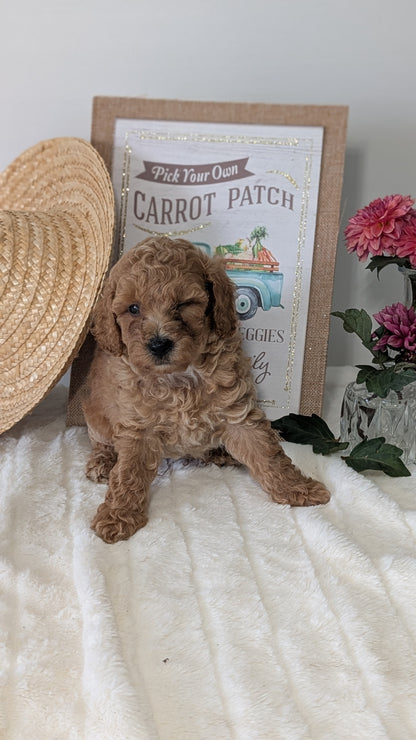 MINI POODLE (06/29) MALE