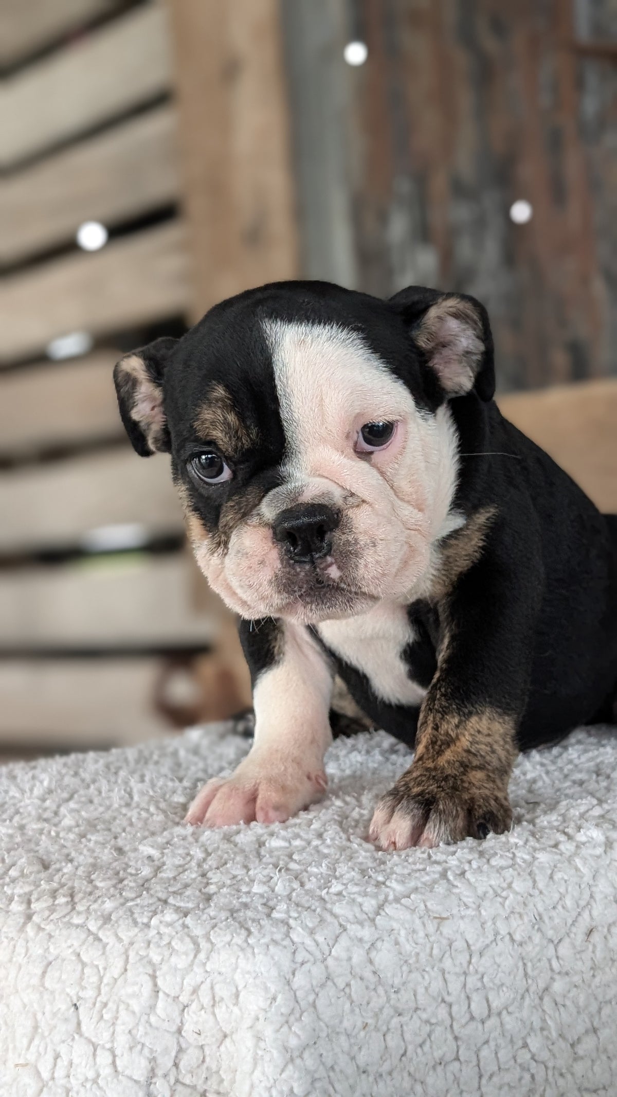 ENGLISH BULLDOG (JUN 29) 1 FEMALE/1 MALE