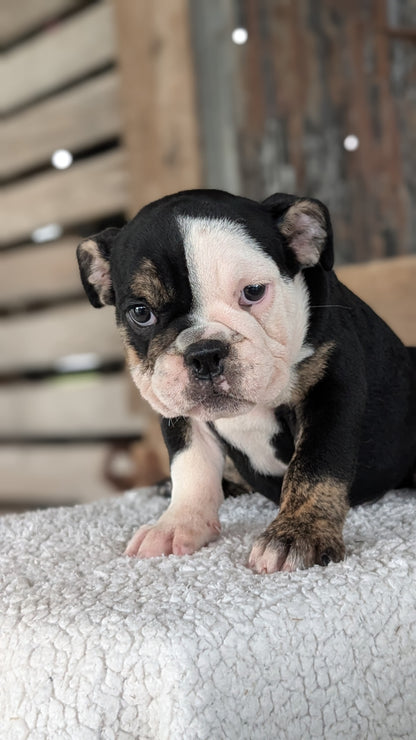 ENGLISH BULLDOG (JUN 29) 1 FEMALE/1 MALE