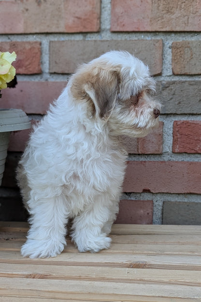 HAVANESE (APR 09) MALES