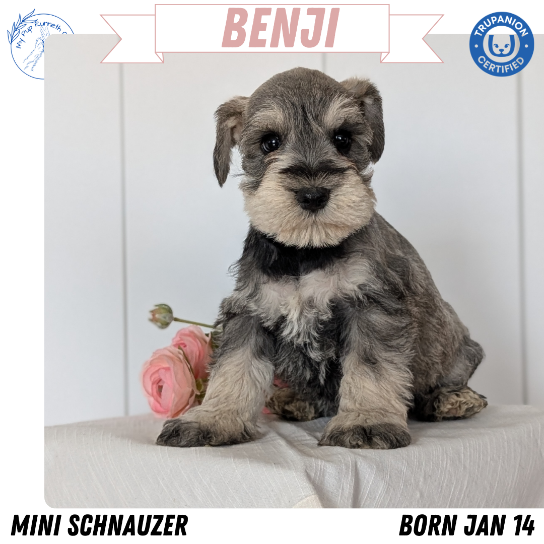 MINI SCHNAUZER (JAN 14) MALES
