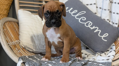 BOXER (OCT 12) MALES