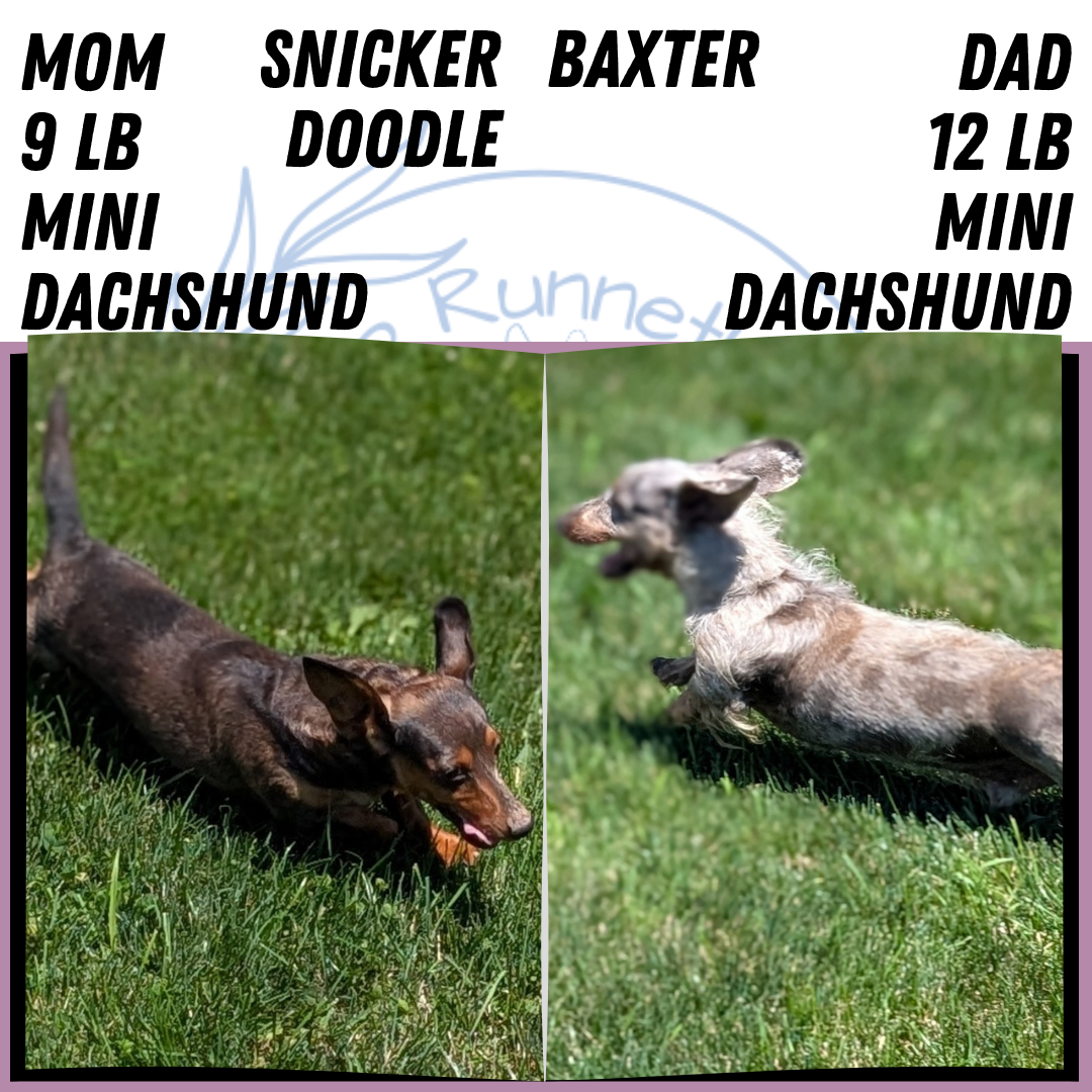 MINI DACHSHUND (JUN 04) FEMALES