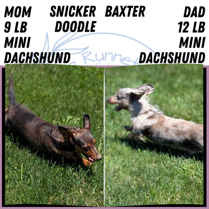 MINI DACHSHUND (JUN 04) FEMALES