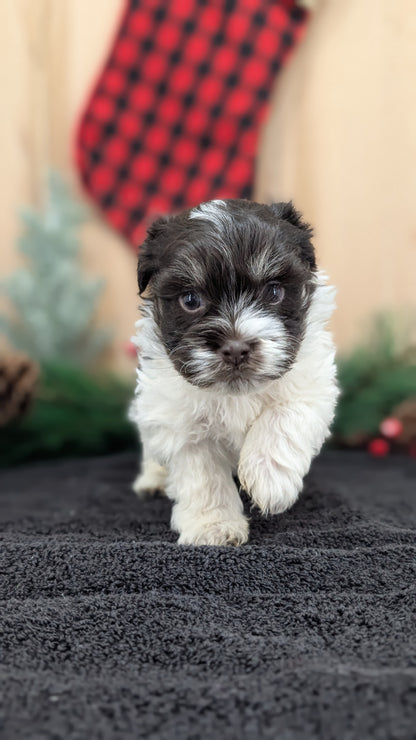 HAVANESE (OCT 25) MALES
